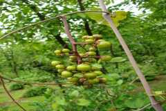 Ampelocissus latifolia
